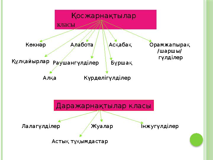 Қосжарнақтылар класы Көкнәр Алабота Асқабақ Орамжапырақ /шаршы/ гүлділер Құлқайырлар Раушангүлділер Бұршақ Алқа Кү