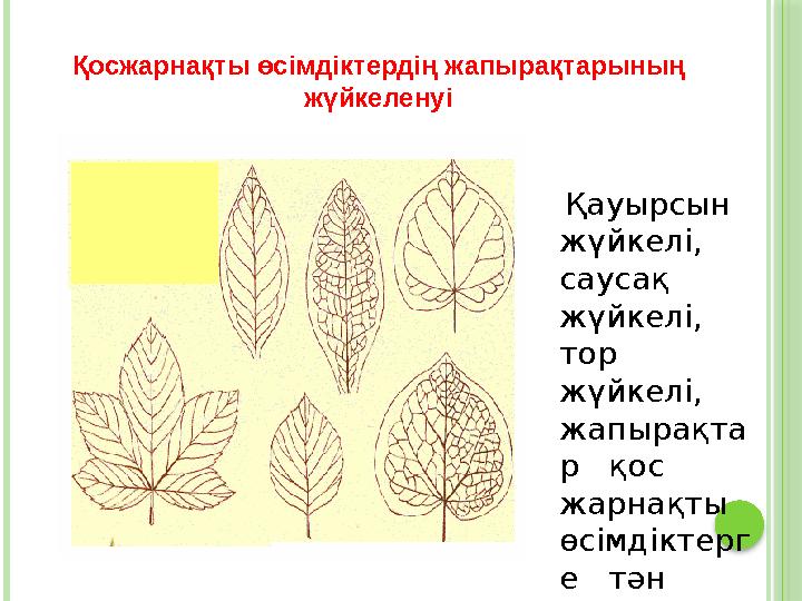 Қауырсын жүйкелі, саусақ жүйкелі, тор жүйкелі, жапырақта р қос жарнақты өсімдіктерг е тəн Қосжарнақты өсімдікт