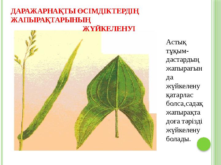 Астық тұқым- дастардың жапырағын да жүйкелену қатарлас болса,садақ жапырақта доға тəрізді жүйкелену болады. ДАРАЖ