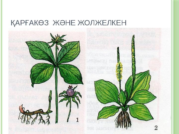 ҚАРҒАКӨЗ ЖӘНЕ ЖОЛЖЕЛКЕН