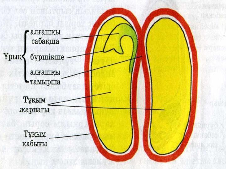 ЖАБЫҚ ТҰҚЫМДЫ ӨСІМДІКТЕР §23. Гүлді өсімдіктер, олардың маңызы және топтарға бөлінуі