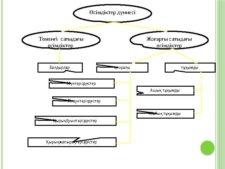 Өсімдіктер дүниесі Төменгі сатыдағы өсімдіктер Жоғарғы сатыдағы өсімдіктер Мүктәріздестер споралы тұқымды Плаунтәрізде