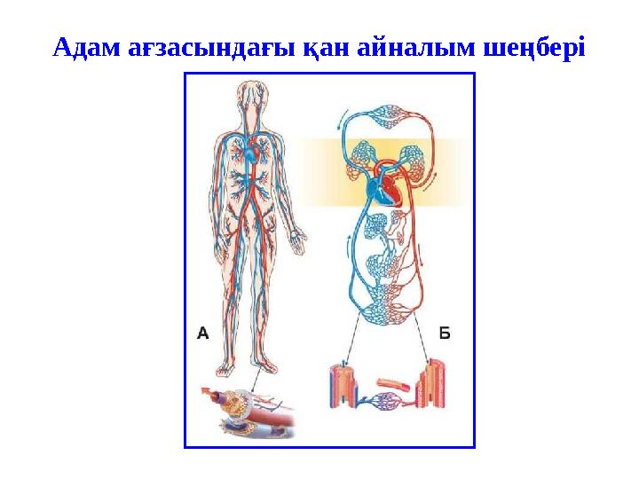 Адам ағзасындағы қан айналым шеңбері