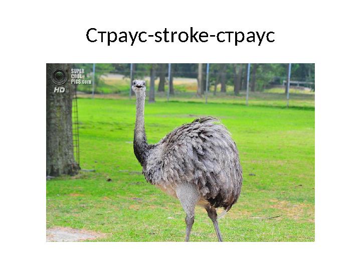 Страус-stroke-страус
