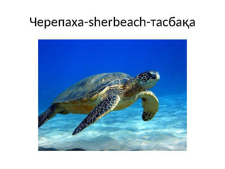 Черепаха-sherbeach-тасбақа