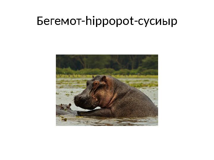 Бегемот-hippopot-сусиыр