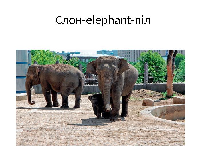 Слон-elephant-піл