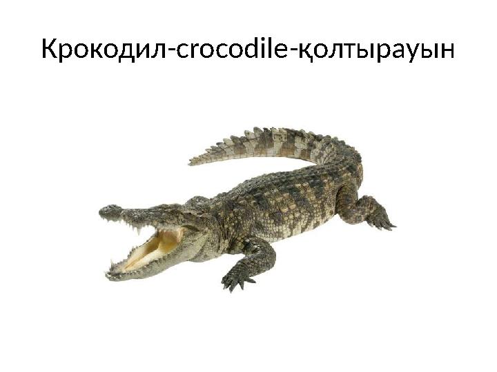 Крокодил-crocodile-қолтырауын