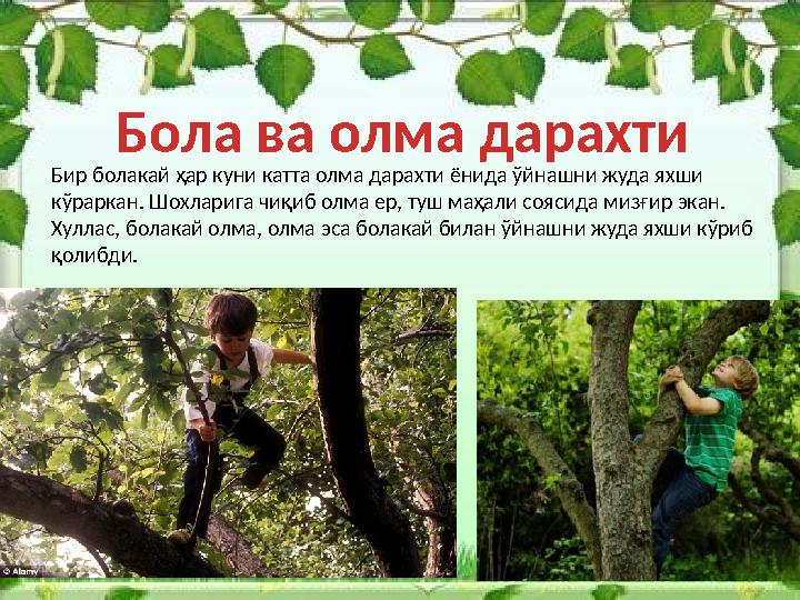Бир болакай ҳар куни катта олма дарахти ёнида ўйнашни жуда яхши кўраркан. Шохларига чиқиб олма ер, туш маҳали соясида мизғир эк