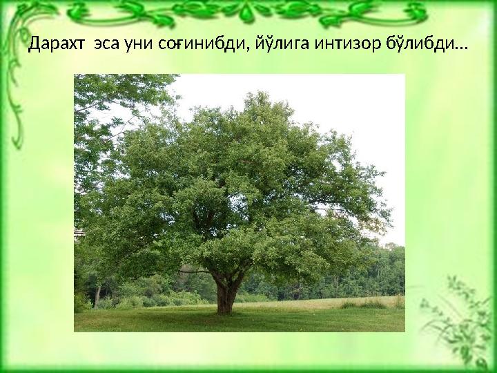 Дарахт эса уни соғинибди, йўлига интизор бўлибди…