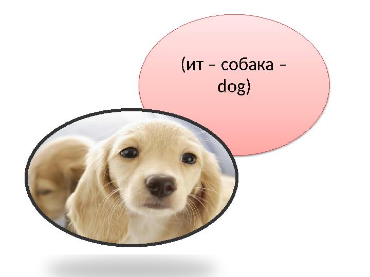 (ит – собака – dog)