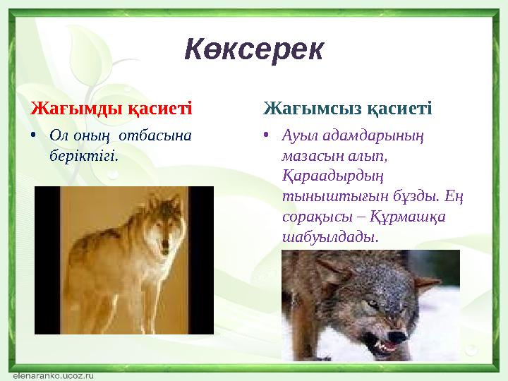 Көксерек Жағымды қасиеті •Ол оның отбасына беріктігі. Жағымсыз қасиеті •Ауыл адамдарының мазасын алып, Қараадырдың тыныштығ