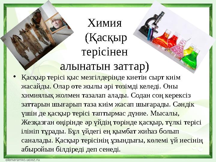 •Қасқыр терісі қыс мезгілдерінде киетін сырт киім жасайды. Олар өте жылы әрі төзімді келеді. Оны химиялық жолмен тазалап алады