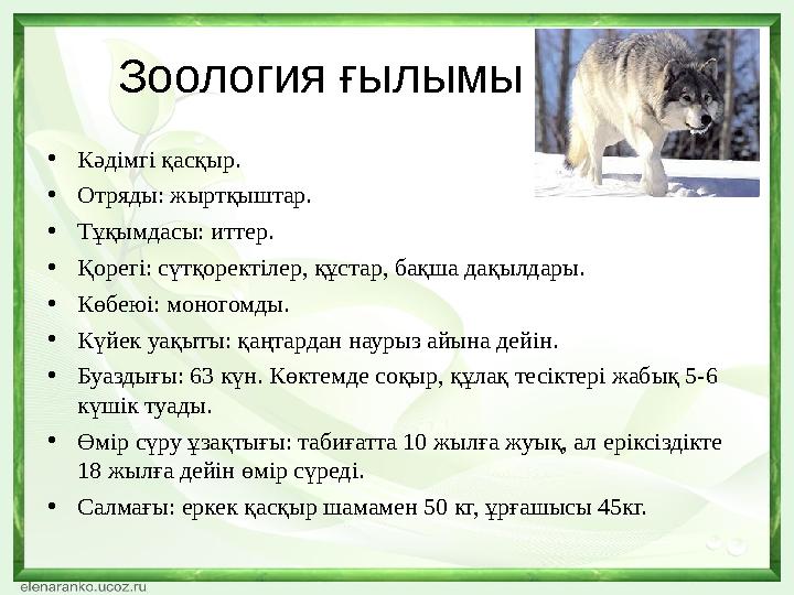 Зоология ғылымы •Кәдімгі қасқыр. •Отряды: жыртқыштар. •Тұқымдасы: иттер. •Қорегі: сүтқоректілер, құстар, бақша дақылдары. •Көбе