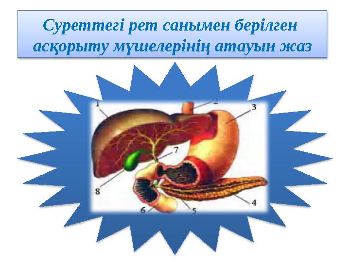 Суреттегі рет санымен берілген асқорыту мүшелерінің атауын жаз