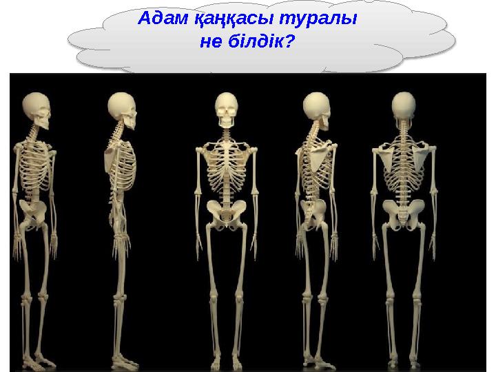 Адам қаңқасы туралы не білдік?