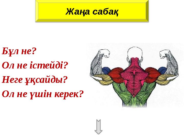 Жаңа сабақ Бұл не? Ол не істейді? Неге ұқсайды? Ол не үшін керек?