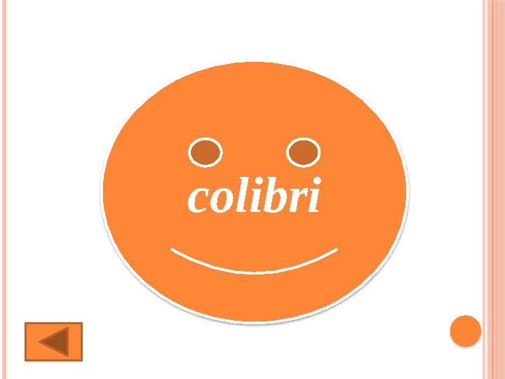 colibri