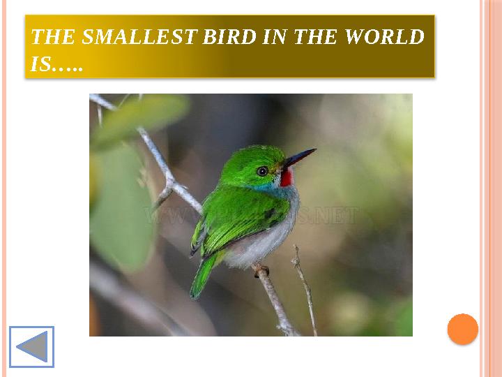 THE SMALLEST BIRD IN THE WORLD IS…..