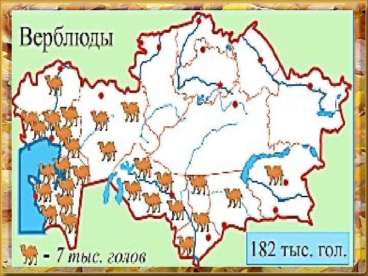 ВЕРБЛЮДОВОДСТВО Распространено в пустынных райо ­нах республики: в Атырауской, Мангистауской, Кызылординской и Южно-Казахстанс