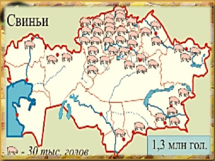 СВИНОВОДСТВО Развито в земледельческих районах Северо-Казахстанской и ВКО. Комплексы по пере ­работке свинины строят в окрест