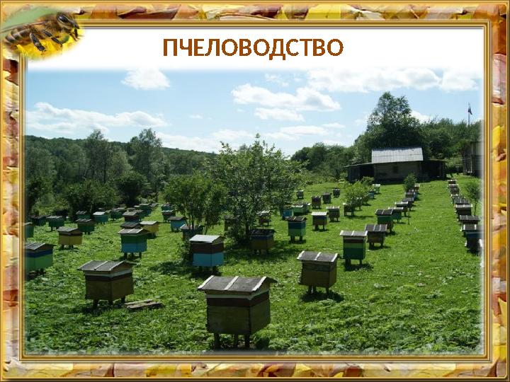 ПЧЕЛОВОДСТВО Пчеловодческие хозяйства расположены на высокогорьях Алтая, Жетысуского Алатау и Тянь-Шаня, где растет большое к