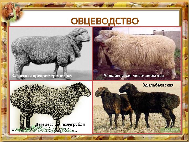 ОВЦЕВОДСТВО В Казахстане выращиваются 17 пород овец: Тонкорунные - южный и северный казахский мериносы, казахская арха