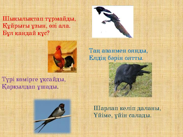 Шықылықтап тұрмайды, Құйрығы ұзын, өзі ала. Бұл қандай құс? Таң азанмен оянды, Елдің бәрін оятты.