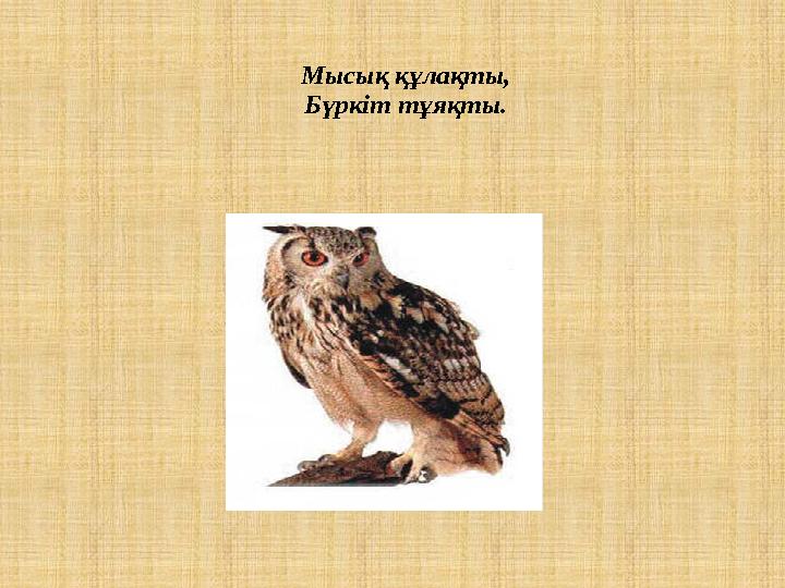 Мысық құлақты, Бүркіт тұяқты.