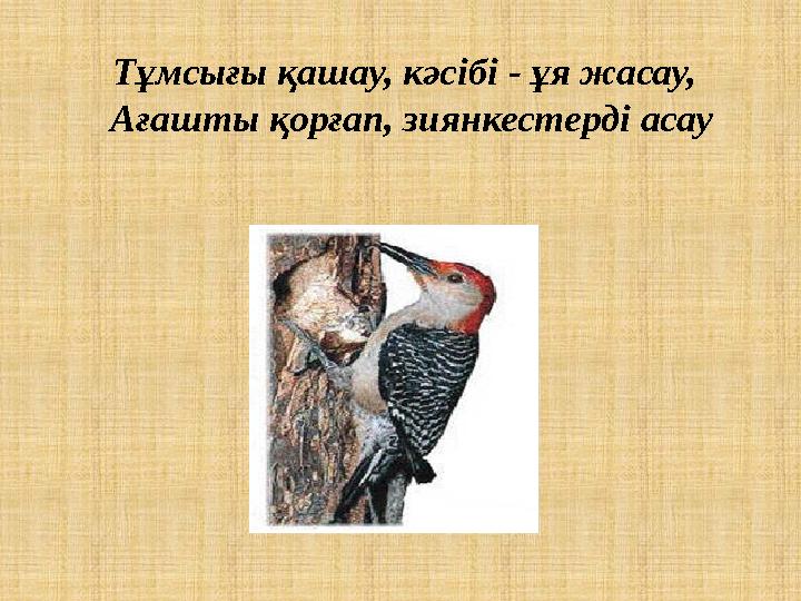 Тұмсығы қашау, кәсібі - ұя жасау, Ағашты қорғап, зиянкестерді асау