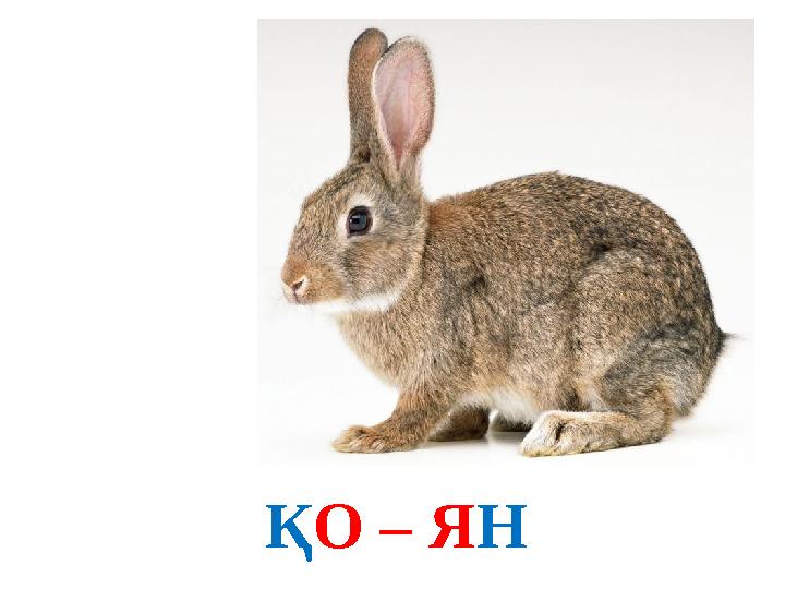 ҚО – ЯН