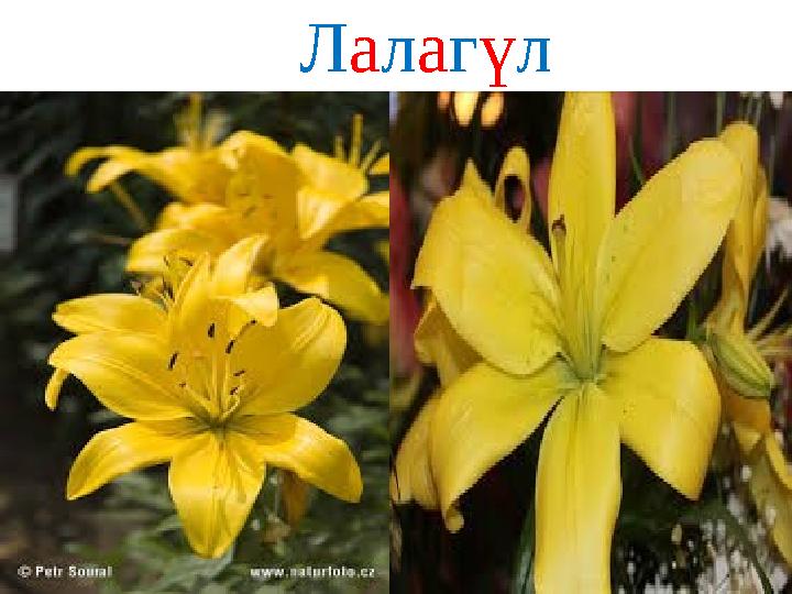 Лалагүл