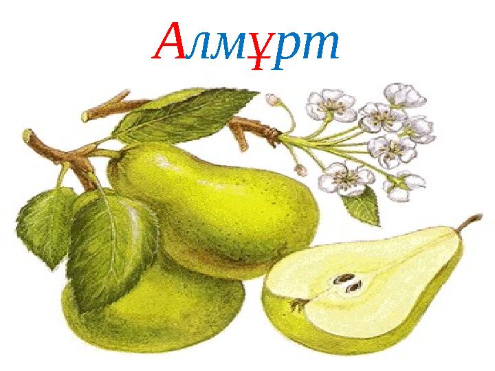 Алмұрт