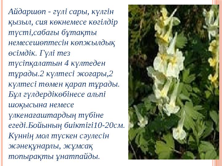 Айдаршөп - гүлі сары, күлгін қызыл, сия көкнемесе көгілдір түсті,сабағы бұтақты немесешөптесін көпжылдық өсімдік. Гүлі т