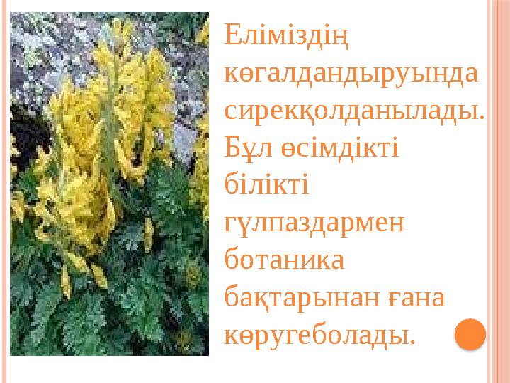 Еліміздің көгалдандыруында сирекқолданылады. Бұл өсімдікті білікті гүлпаздармен ботаника бақтарынан ғана көругеболад