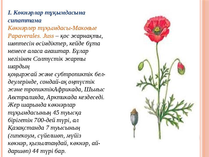 І. Көкнәрлар тұқымдасына сипаттама Көкнәрлер тұқымдасы-Маковые Papaverales. Juss – қос жарнақты, шөптесін өсімдіктер, кей