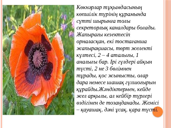 Көкнәрлар тұқымдасының көпшілік түрінің құрамында сүтті шырынға толы секреторлық каналдары болады. Жапырағы кезектесіп