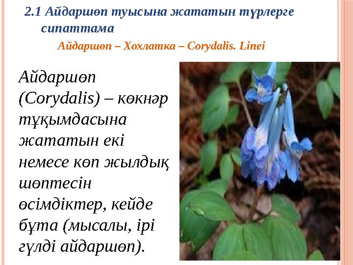 2.1 Айдаршөп туысына жататын түрлерге сипаттама Айдаршөп – Хохлатка – Corydalis. Linei Айдаршөп (Corуdalіs) – көк