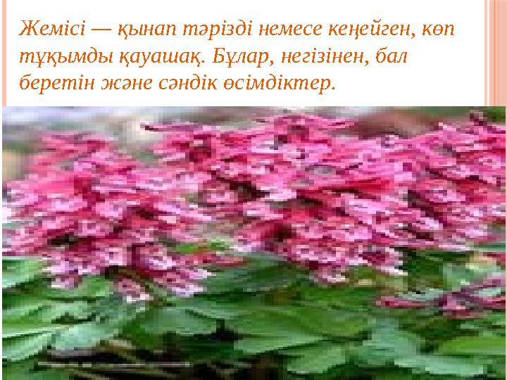 Жемісі — қынап тәрізді немесе кеңейген, көп тұқымды қауашақ. Бұлар, негізінен, бал беретін және сәндік өсімдіктер.