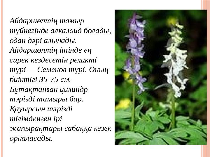 Айдаршөптің тамыр түйнегінде алкалоид болады, одан дәрі алынады. Айдаршөптің ішінде ең сирек кездесетін реликті түрі —
