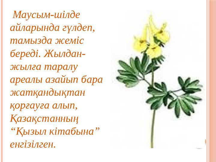 Маусым-шілде айларында гүлдеп, тамызда жеміс береді. Жылдан- жылға таралу ареалы азайып бара жатқандықтан қорғауға ал