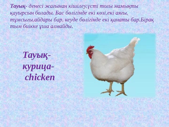 Тауық- денесі жағынан кішілеу,үсті толы мамықты қауырсын болады. Бас бөлігінде екі көзі,екі аяғы, тұмсығы,айдары бар, кеуде бө
