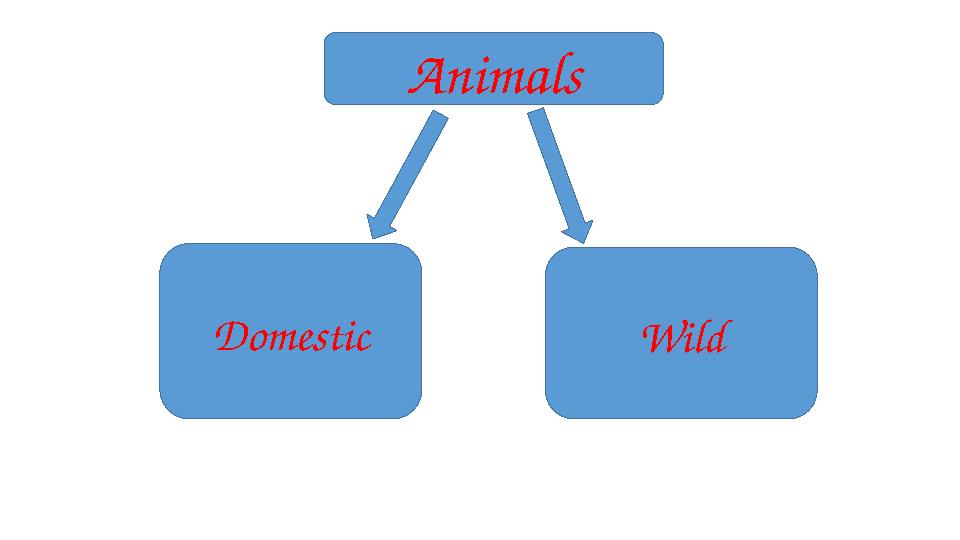 WildDomestic Animals
