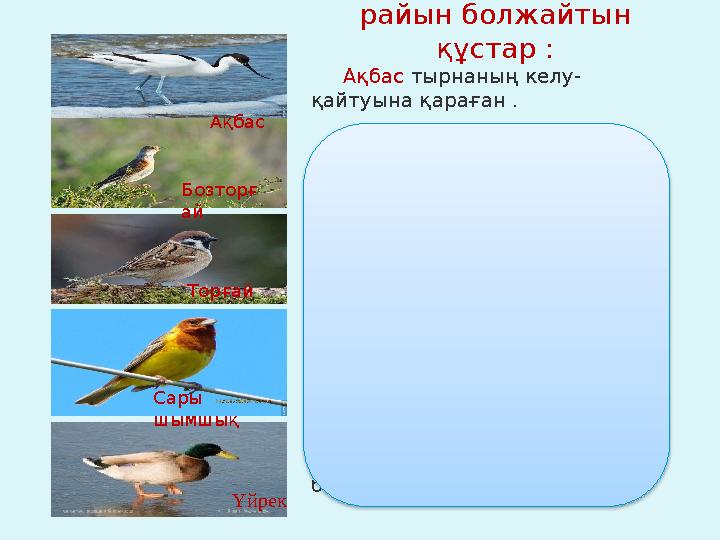 Ел арасында ауа райын болжайтын құстар : Ақбас тырнаның келу- қайтуына қараған .