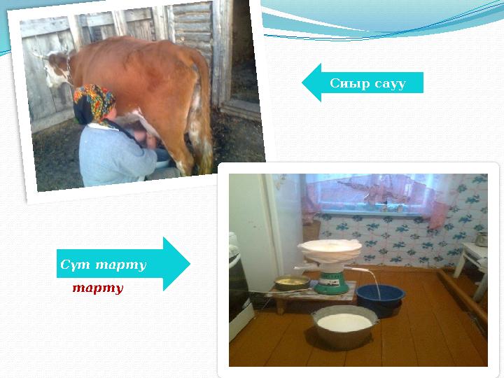 Сүт тарту Сиыр сауу Сиыр сауу Сүт тарту