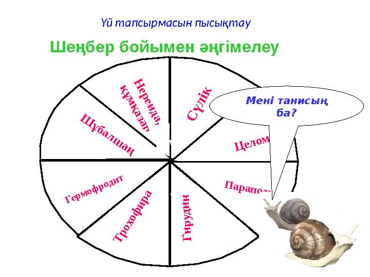 Н е р е и д а , қ ұ м қ а з а р Ш ұ б а л ш а ң С ү л ік Целом Г и р у д и н Параподия Гермофродит Т р
