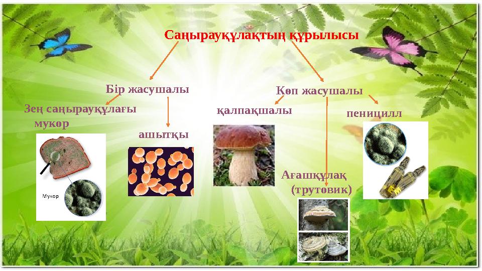 Саңырауқұлақтың құрылысы Бір жасушалы Көп жасушалы Зең саңырауқұлағы мукор ашытқы қалпақшалы пеницилл Ағашқұ