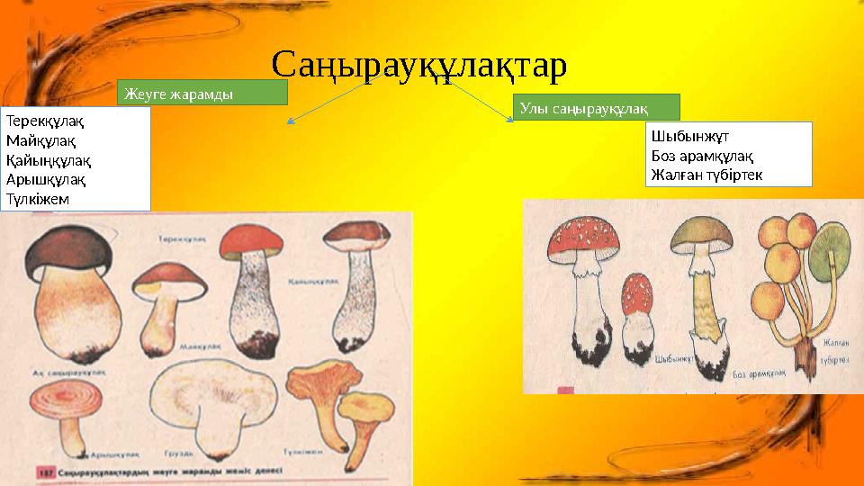 Саңырауқұлақтар Жеуге жарамды Улы саңырауқұлақ Терекқұлақ Майқұлақ Қайыңқұлақ Арышқұлақ Түлкіжем Шыбынжұт Боз арамқұлақ Жалған т