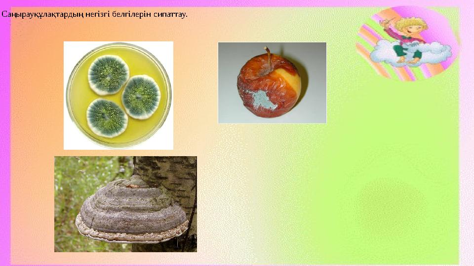 Саңырауқұлақтардың негізгі белгілерін сипаттау.