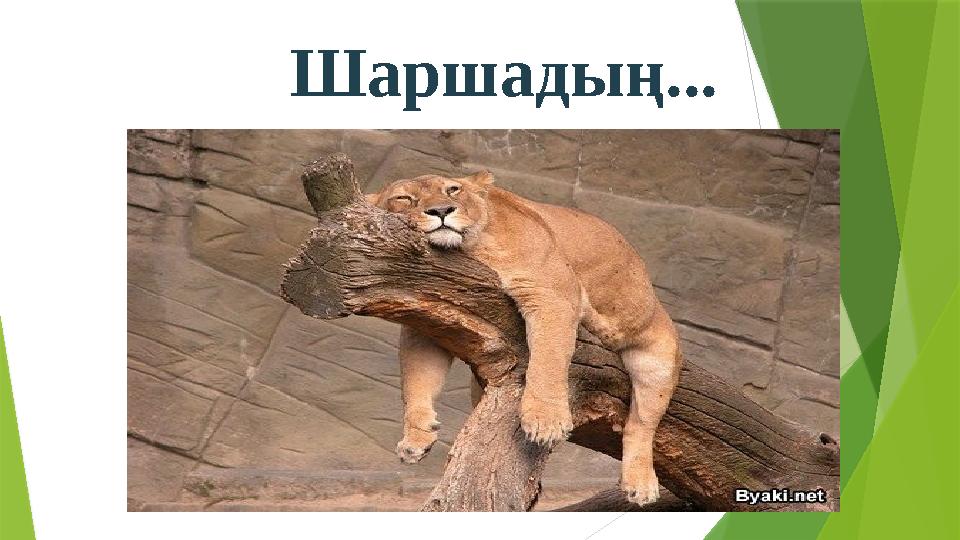 Шаршадың...